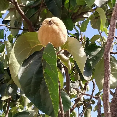 Lägenhet Starbal Es Castell (Menorca)
